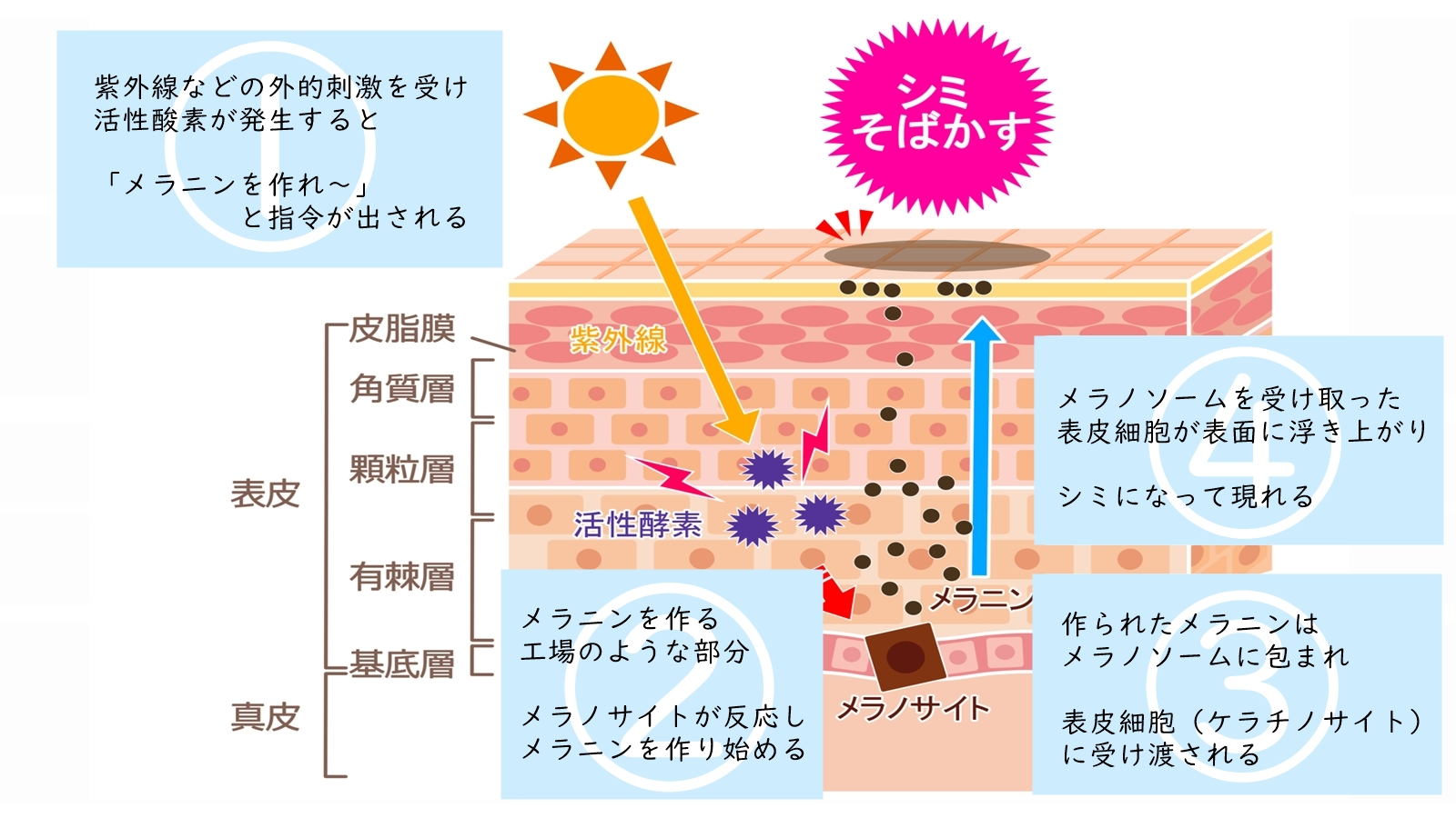 ナイアシンアミドとビタミンC併用Ngは嘘？皮膚科医が明かす正しい順番