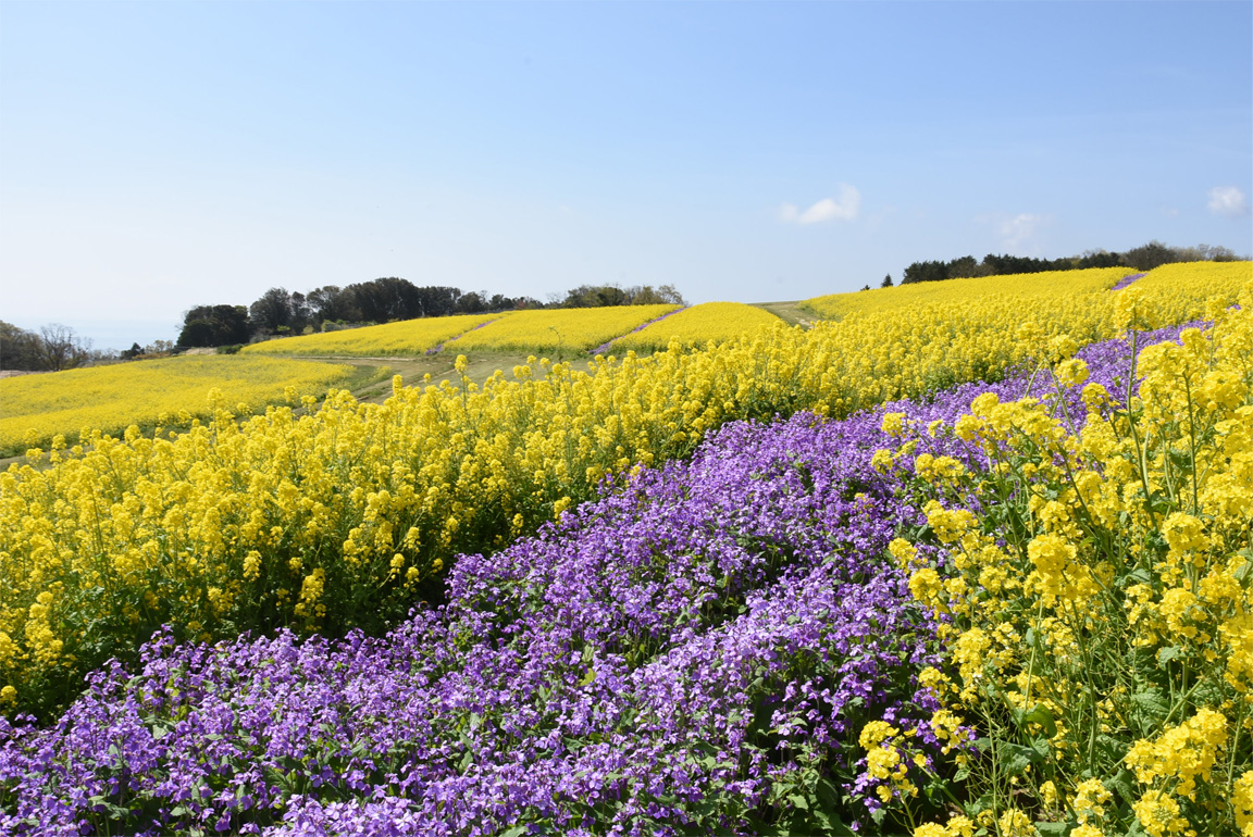 【2026年最新】淡路島の天空の花園が進化！春風と海が織りなす絶景パノラマと混雑回避の現地取材記