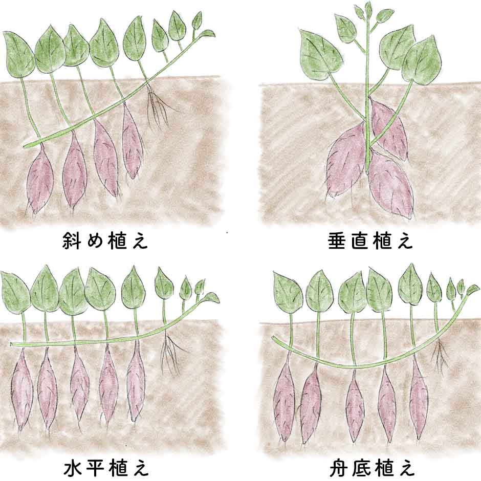 さつまいもの育て方徹底攻略！つるボケ防止と甘く仕上げる追熟の極意