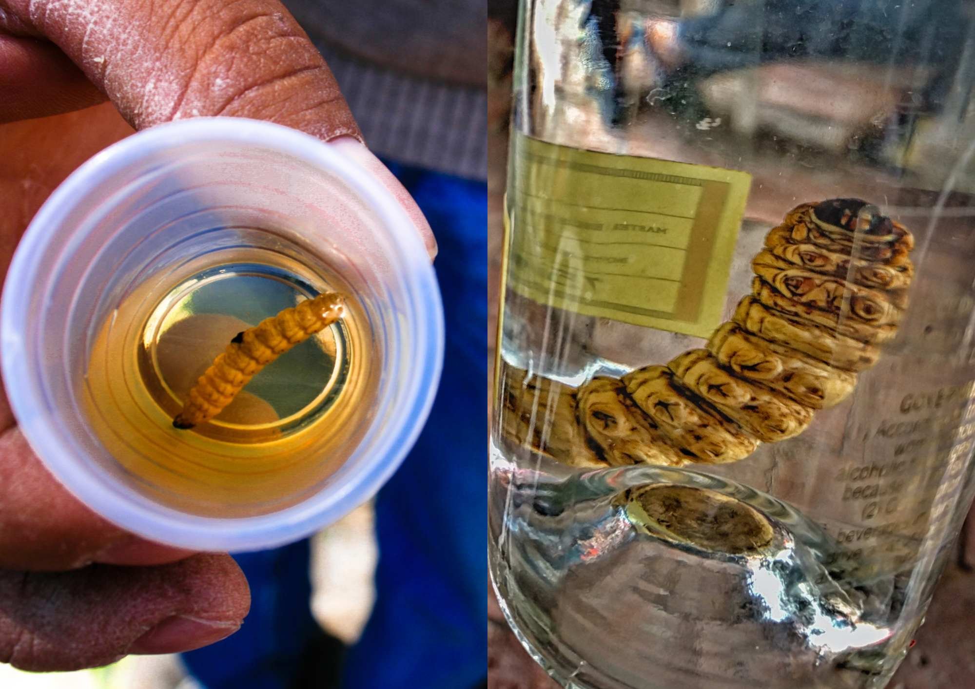 Why Is There a Worm in a Bottle of Tequila
