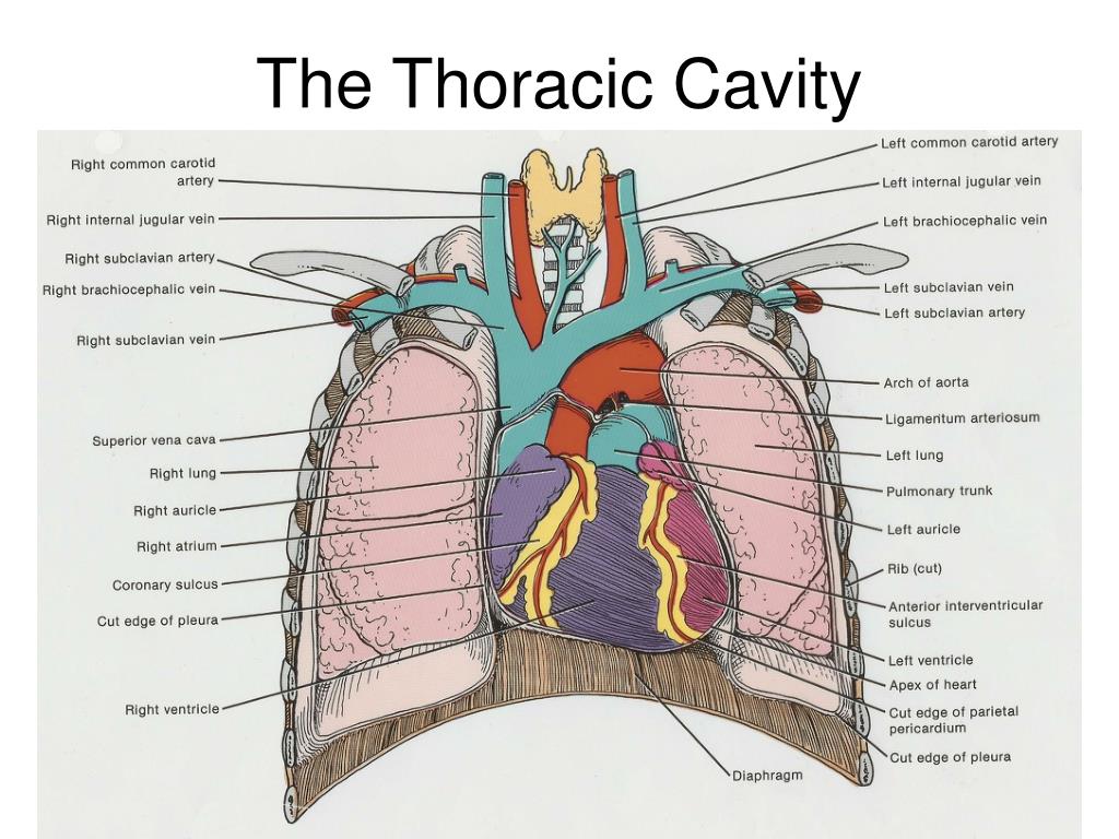 What Organs Does the Thoracic Cavity Contain