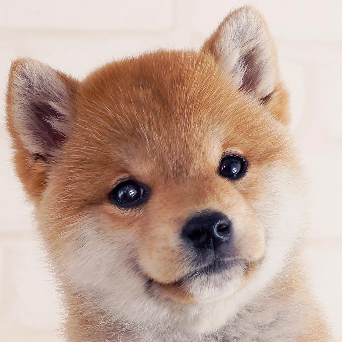 豆柴の赤ちゃんを迎える前に知るべき真実！値段相場と後悔ゼロの育て方