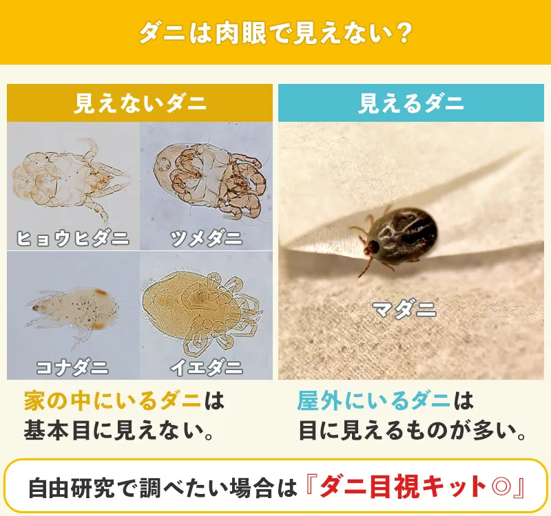 ダニの噛み跡の見分け方と消えない痒みの正体｜2026年最新の駆除術