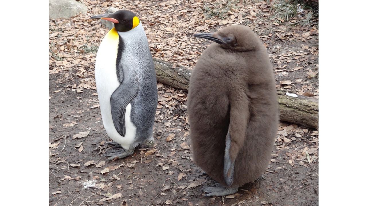 「ザ・ペンギン」英語セリフの真価！劇中名言と最新裏事情を追う