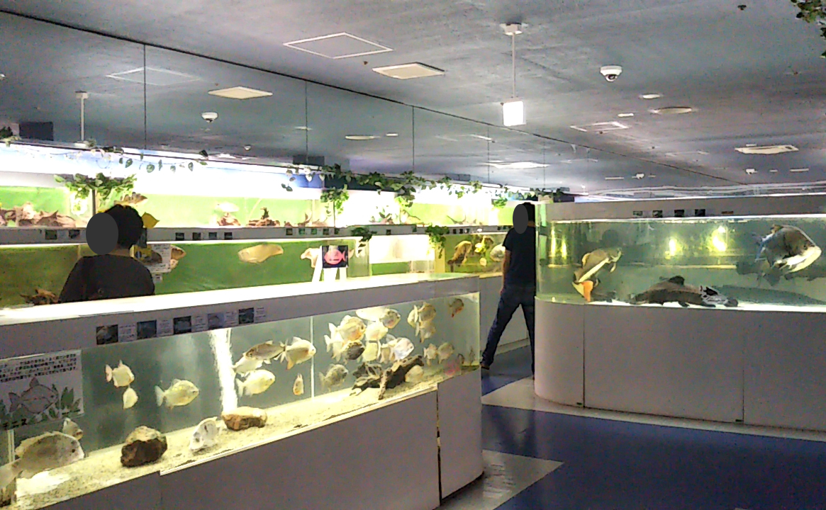東京タワー水族館の閉館理由と魚の行方は？跡地の現在まで徹底追跡