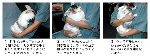 骨折事故を防ぐ！愛うさぎが嫌がらず安心する正しい抱っこの極意