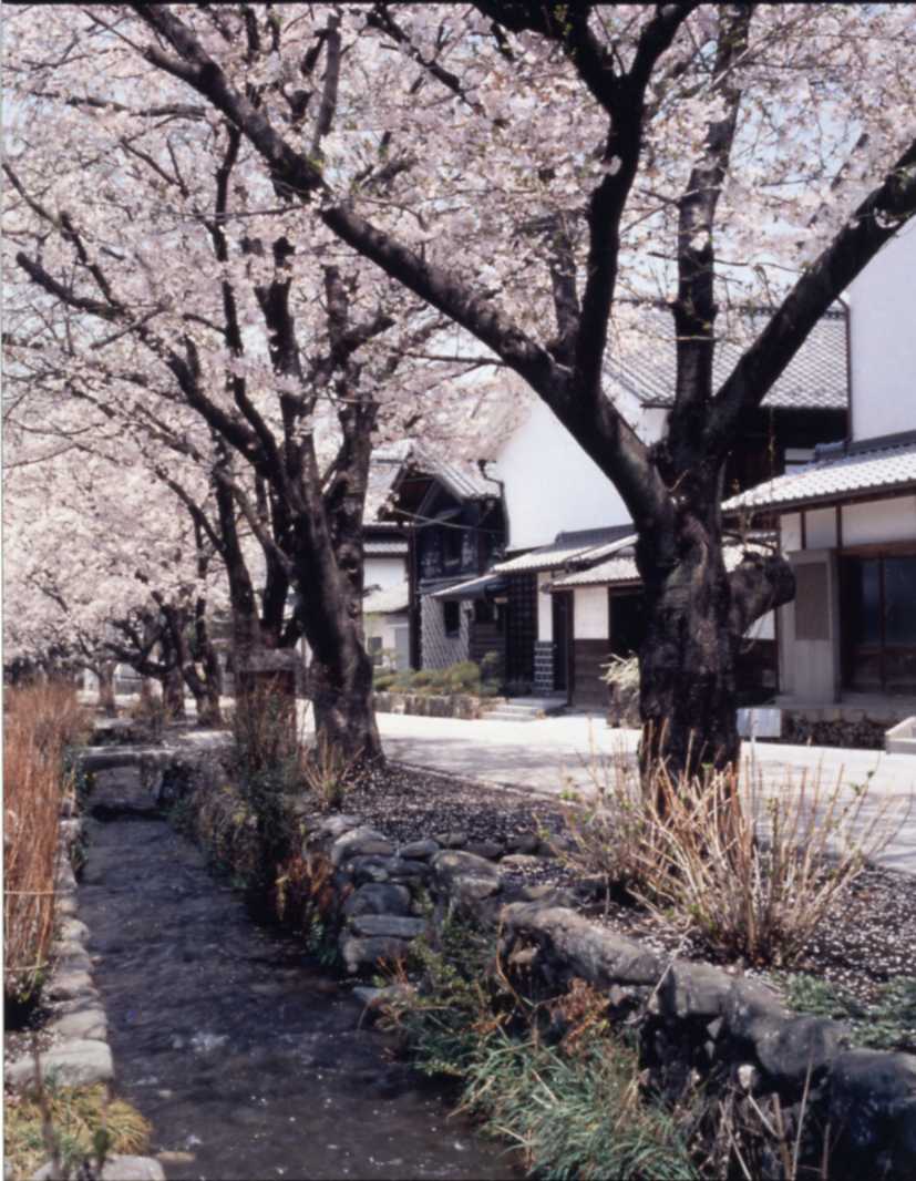 世界かんがい遺産・雄川堰の魅力とは？甘楽町が誇る歴史と桜の散策旅