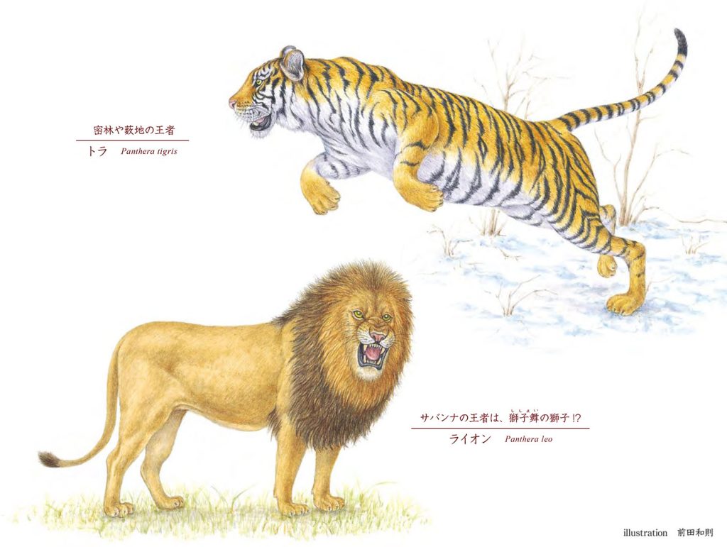 究極の「百獣の王」はどちらか？ 2026年最新Ai解析と気候異変が明かすトラとライオンの全貌