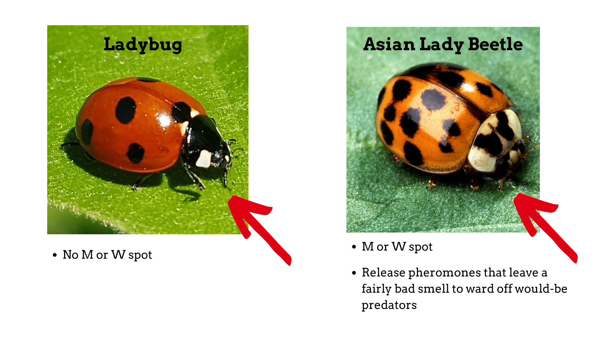 What Does Lady Bugs Mean