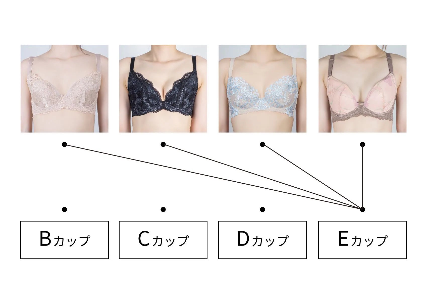 カップ数と実際の見た目のギャップ真相！A〜Gサイズ感と骨格別の違い