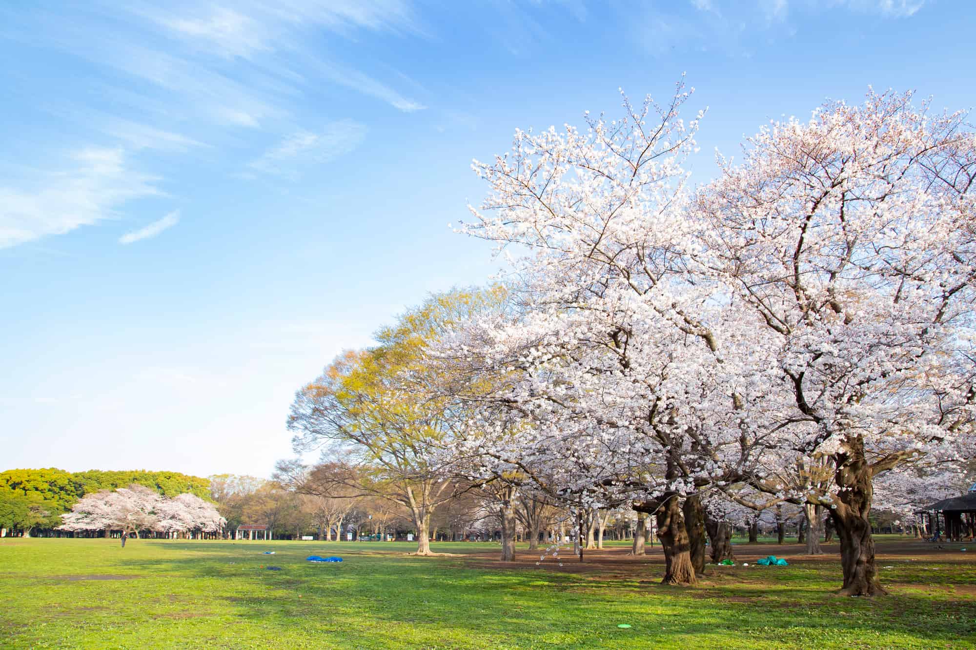 代々木公園の桜の園2026｜見頃と開花状況・場所取りルール徹底解説
