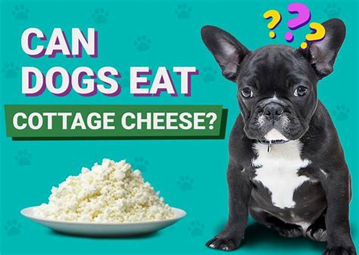 Can Dogs Eat Cottage Cheese? Safety, Benefits, and Risks Explained