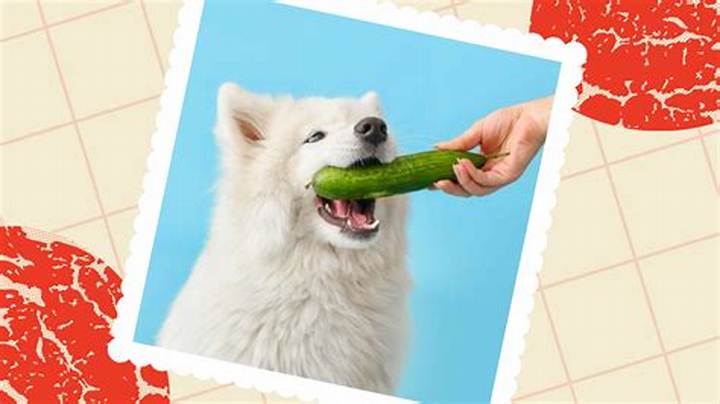 Can Dogs Have Cucumbers? Vet-Style Guidance on Benefits and Risks