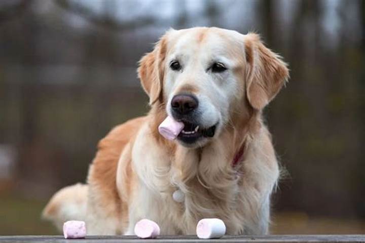 Can Dogs Have Marshmallows? Vet-Style Answers on Safety