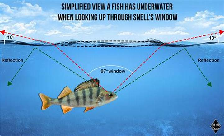 Can Fish See Water? What It Means for Vision Underwater
