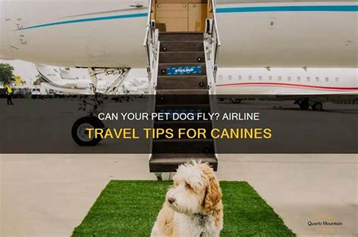 Can I Pet That Dog Video? What to Know Before You Reach Out