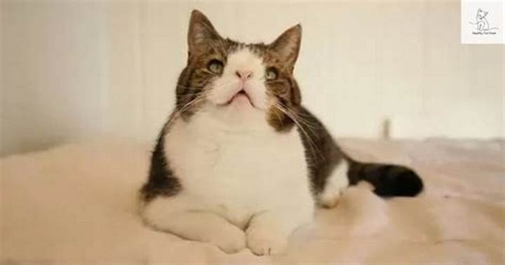 Cat with Down Syndrome: Myths, Facts, and How to Help a Special Pet