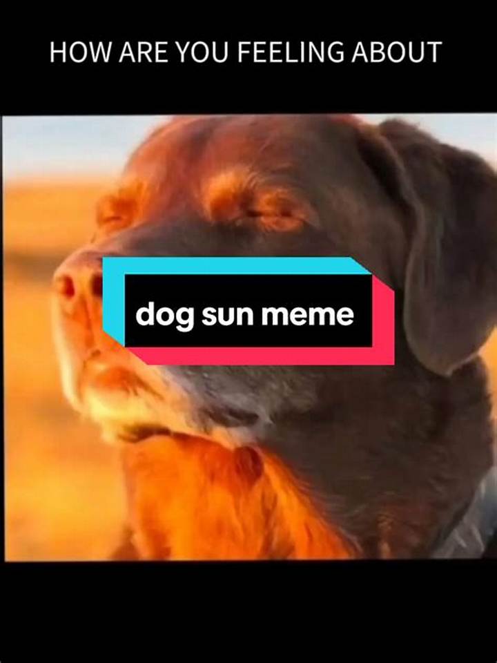 The Dog in Sun Meme: Why the Warm-Weather Joke Hits Everywhere