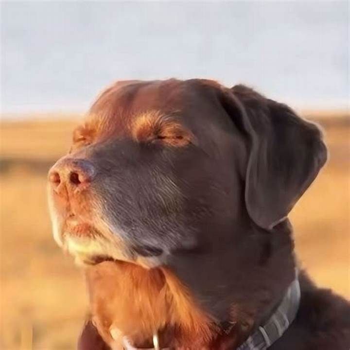 Dog Looking up Meme Explained: Origins, Meaning, and Why It Went Viral
