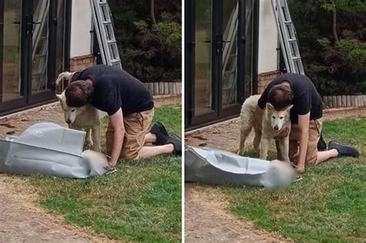 Dog Says Goodbye to Sister: the Heartbreaking Moment Explained