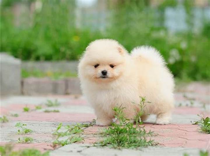 Fluffy Cute Puppy Dog: How to Pick, Care For, and Bond with Yours