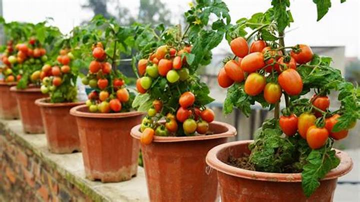 How to Grow Tomatoes in Pots: a Practical Guide for Busy Gardeners