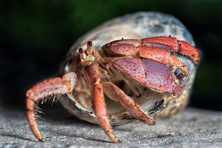 Hermit Crab Without Shell: Why It Happens and What to Do