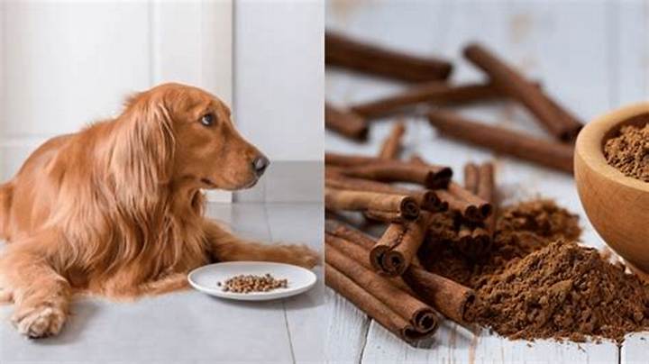 Is Cinnamon Bad for Dogs? What to Know Before You Share