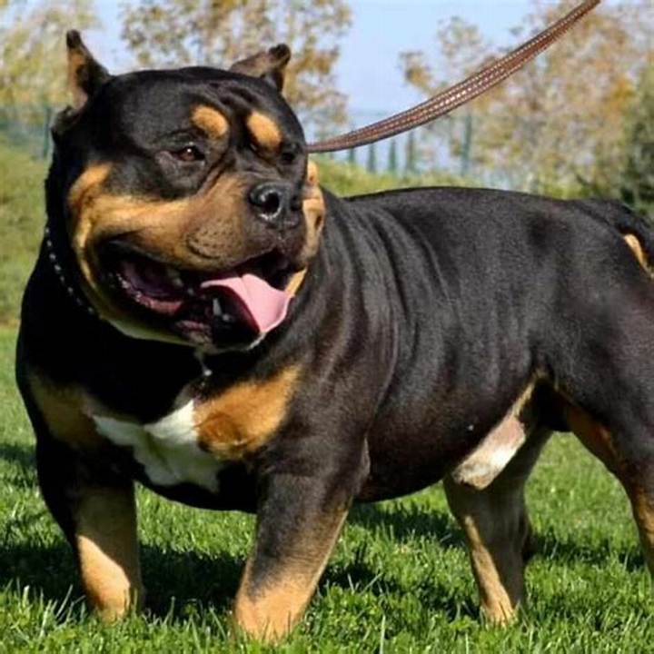 Mix Pitbull and Rottweiler: Temperament, Care, and What to Expect