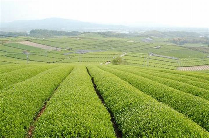 福岡・警固の老舗「お茶の栗原園」が誇る八女茶の真髄と味わいの仕込み