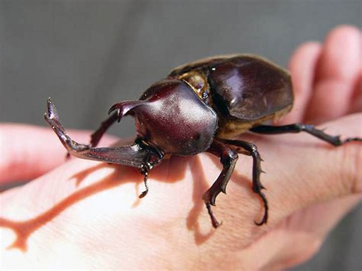 ペットボトルでカブトムシを作ろう！簡単工作アイデア完全ガイド