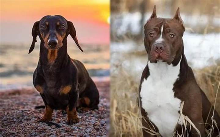 Pitbull Mix with Dachshund: Temperament, Care, and What to Expect