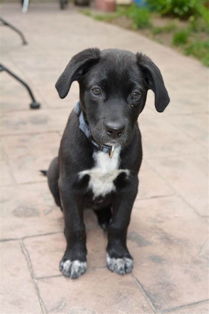 Pitbull Puppies Mixed with Lab: Temperament, Care, and What to Expect