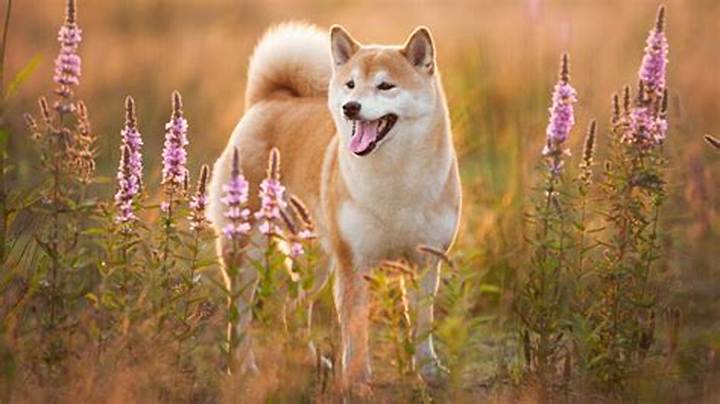 柴犬のマロ眉はなぜできる？遺伝子の仕組みと黒柴マロたんの魅力を完全解説