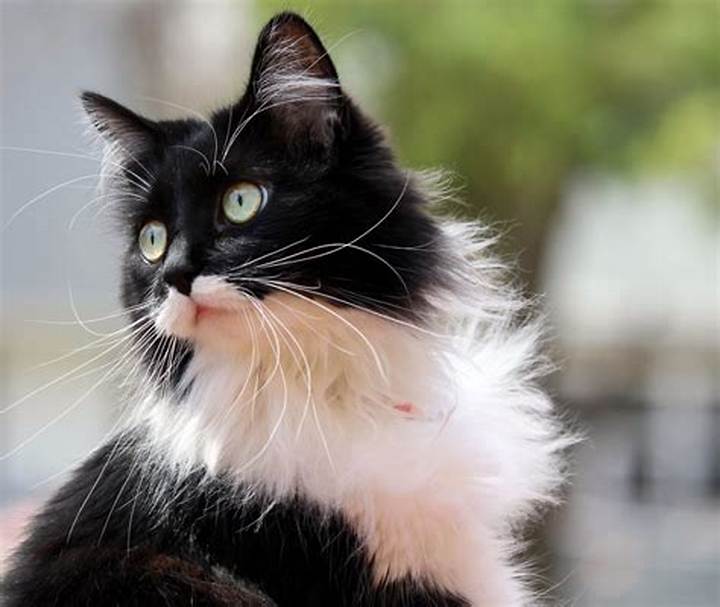 Stewie Persian Tuxedo Cat: Traits, Care, Cost, and Finding One