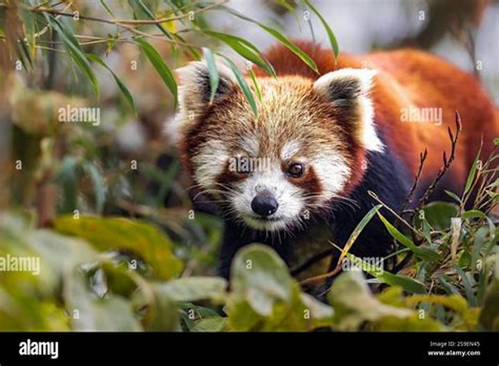 絶滅危惧種レッサーパンダ：危機の理由と保全の現実